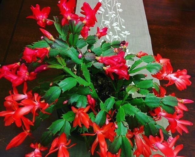 “生根剂”不用买,这2种家家都有,老花匠自己做生根快效果更好