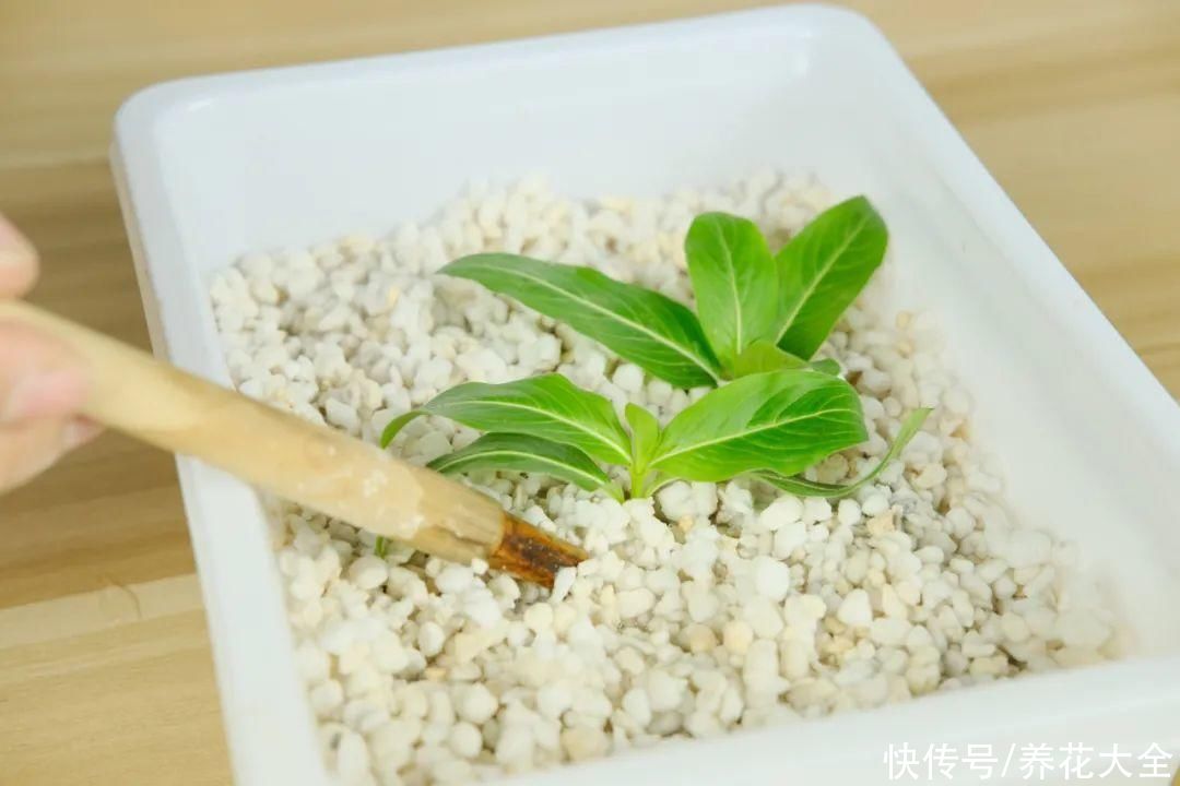 11种常见花，现在扦插，成活率特高