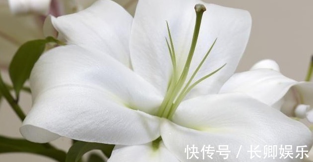 百合花养护“5步走”,花朵硕大高雅,花开爆盆,满屋飘香