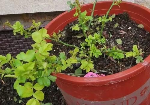 月季发芽后，新叶泛黄怎么办？3个原因，1个解决办法！