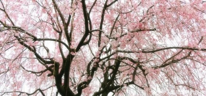 诗人|王安石这首诗也被严重低估了,句句是经典,最后两句美得令人心醉