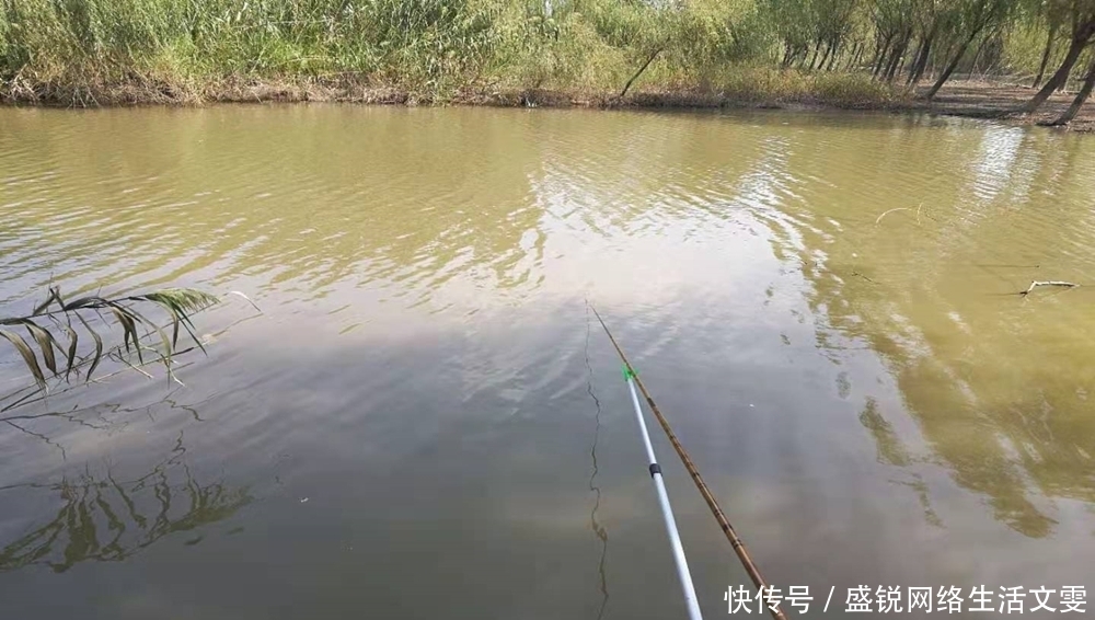 高温|夏季高温气压低,鲫鱼容易出现轻口,做几个调整,天气不好也上鱼