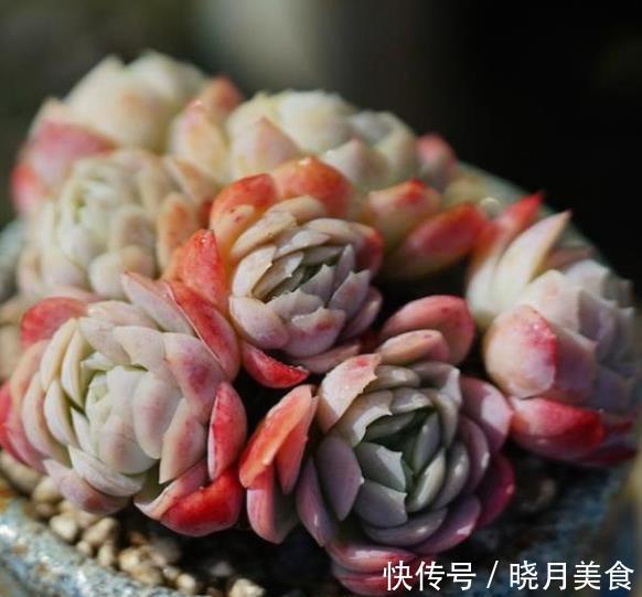 盘点5款“香香多肉”,好养好看颜值高,摆在阳台香气飘飘