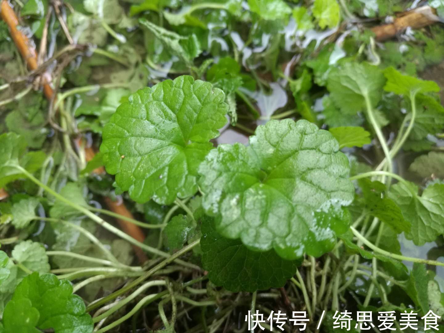 此花生命力顽强,药用价值极高,寓意留心沿途的美景