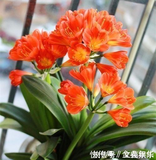 什么啤酒水、黄豆水都不如一把“它”,盆里埋一点,啥花都爆盆