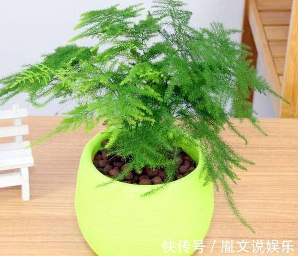 如果连这几种花卉都养不活，那么我劝你，不要再养别的花了！