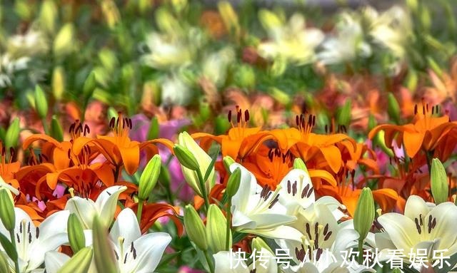 百合花|爱你一万年太久，七月来凌源收获百年好合，这里是北方花都