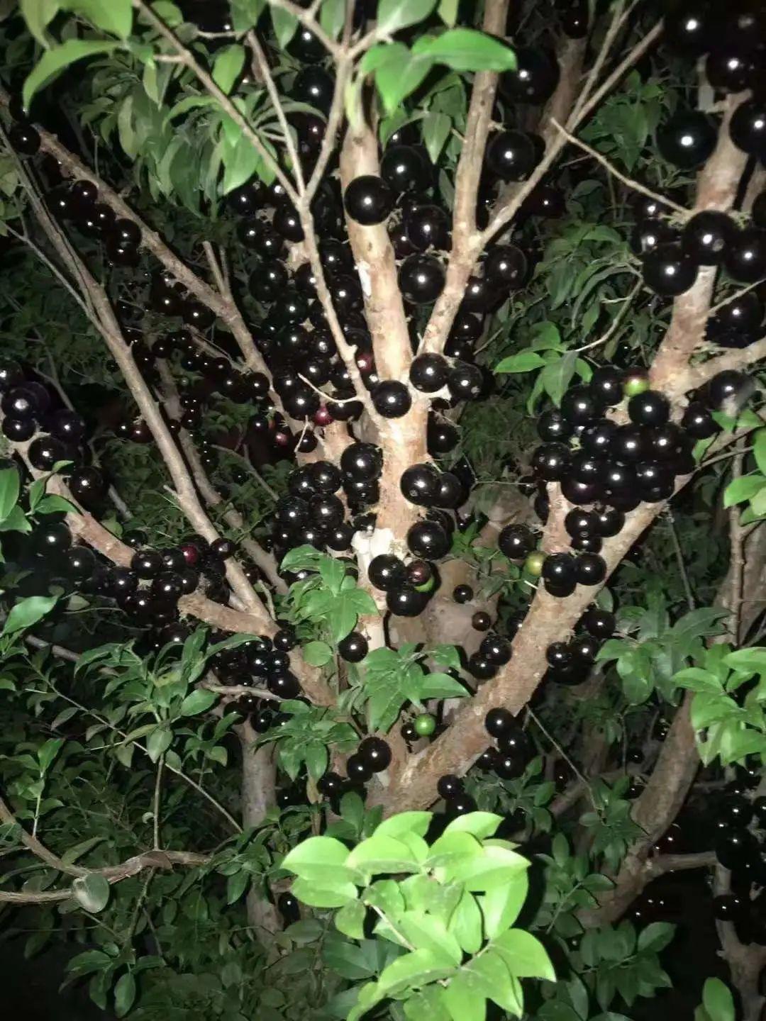 叶子|家里养棵“丑八怪”,霸气镇宅,越养越爱