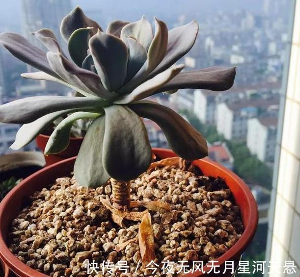 叶片|买回家的多肉盆栽''穿裙子''从3方面自查,学会一对一解决