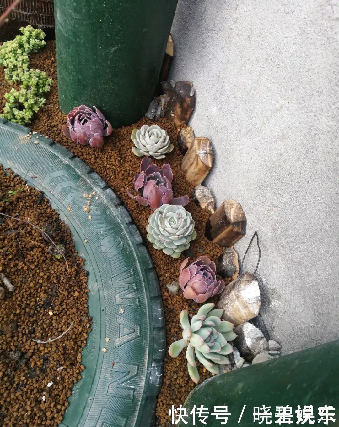 养花技巧 捡来的酒坛 破缸种多肉 1分钱不花 变出一个小花园 粉紫色 养花技巧 捡来的酒坛 破缸种多肉 1分钱不花 变出一个小花园 粉紫色