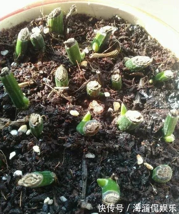 阴凉处|君子兰、多肉秋天“砍一刀”，1次冒出10个芽，几个月养爆盆