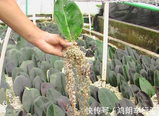 秋天快扦插,10种花不用买,掰个枝子插土里,嗖嗖生根,成活率高