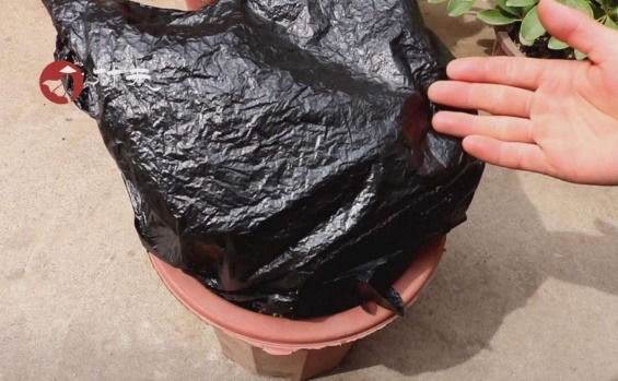 大爷养花有“大讲究”用塑料袋闷2天,啥问题都没有,养啥旺啥