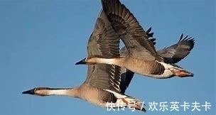 淡妆浓抹总相宜!苏轼最经典的10首诗排行,《惠崇春江晚景》仅第四,前三都是精品