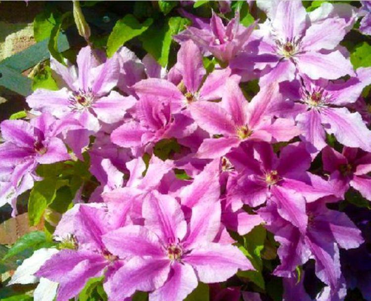 几款花卉，漂亮又好闻，四季有花开，花香四溢飘满屋