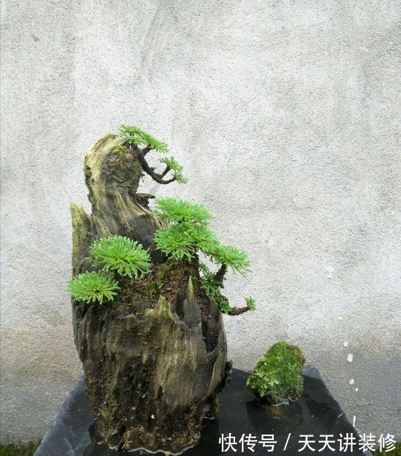 适应能力|此种打不死的野草南北通杀，做成盆景不仅造型怪异，还能美容