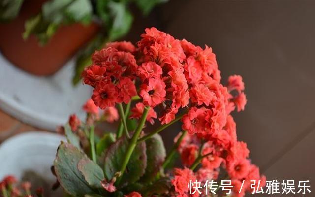 侧芽|盆栽长寿花，一年变“老桩”，只需做好“4件事”，开花千朵100天