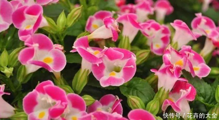 种花|4种花很好养,耐热耐晒更耐旱,比吊兰好养,你养了吗