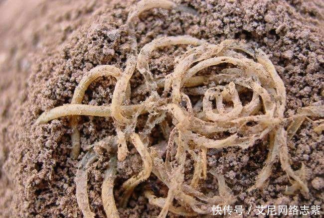  考古人员|喇家遗址出土一碗四千年前老面，专家经过研究，破解面条成分之谜