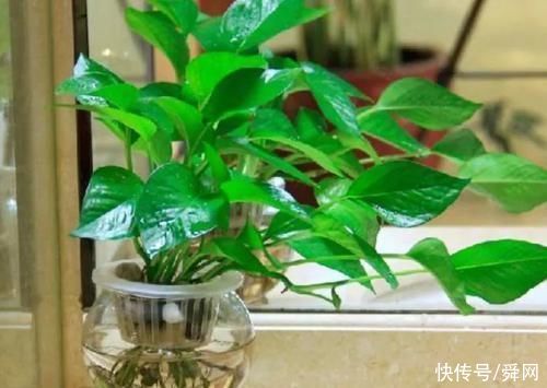 3个地方不要随意摆放绿萝,不是迷信,很重要