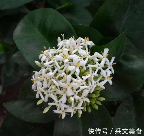 四季花开不停的龙船花,比绣球花好养,被人称作水绣球花