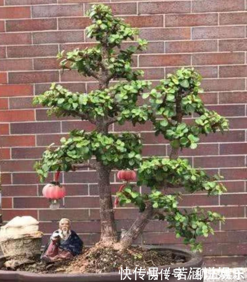 枝条|养金枝玉叶盆景,要舍得修剪枝条,株型才能越来越美观