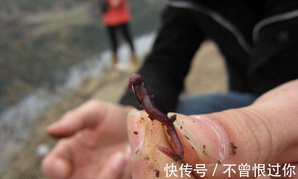 草丛|草窝钓鱼不方便打窝,蚯蚓蜂蜜加酒米,不用打窝也能钓上大板鲫