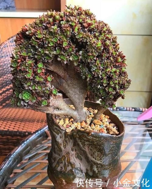 养肉的最高境界,多肉都缀化了,长成了小树桩,像极了孔雀开屏