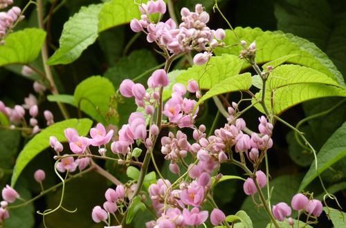  太漂亮|几种植物太漂亮了，随意养养都能美成花墙！