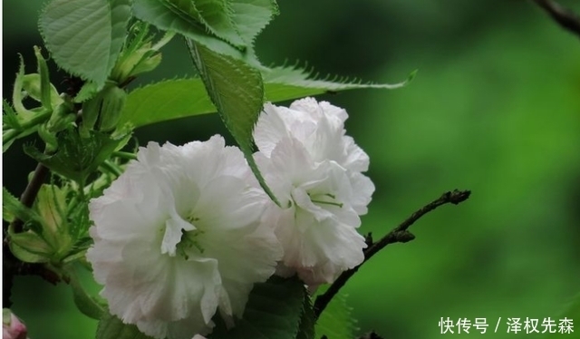 03年4月日是什么星座