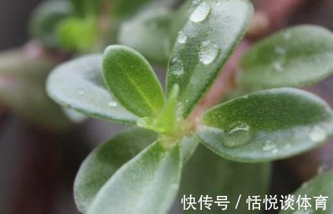 茶花|白醋倒进花盆里，竟有这么厉害的作用