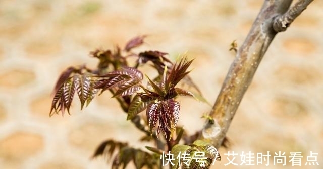 毒蔬菜|医生不吃的“毒蔬菜”，尤其第一个，称得上是“癌细胞”的同伙