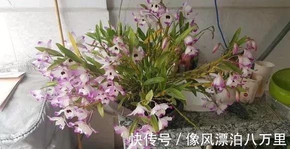 花姿|6种兰花爱开花，一开就变成“花瀑布”，太美了！