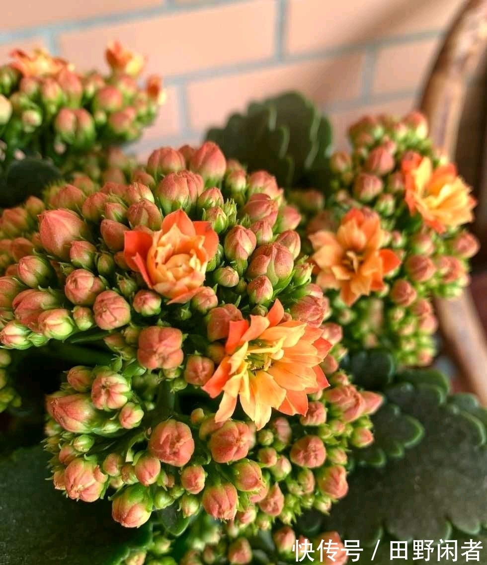 长寿花黄叶子怎么办?两个方法,叶墨绿花开得很灿烂