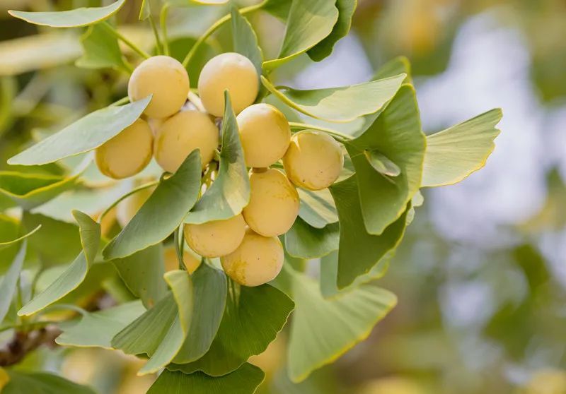 瘙痒|宁波38岁女子街头采了这个，第二天全身红斑水肿！有医院一个月已接诊5例