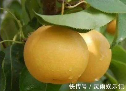 主枝|延长寿命、软化血管的南果梨,农民掌握种植要点,收获高产南果梨