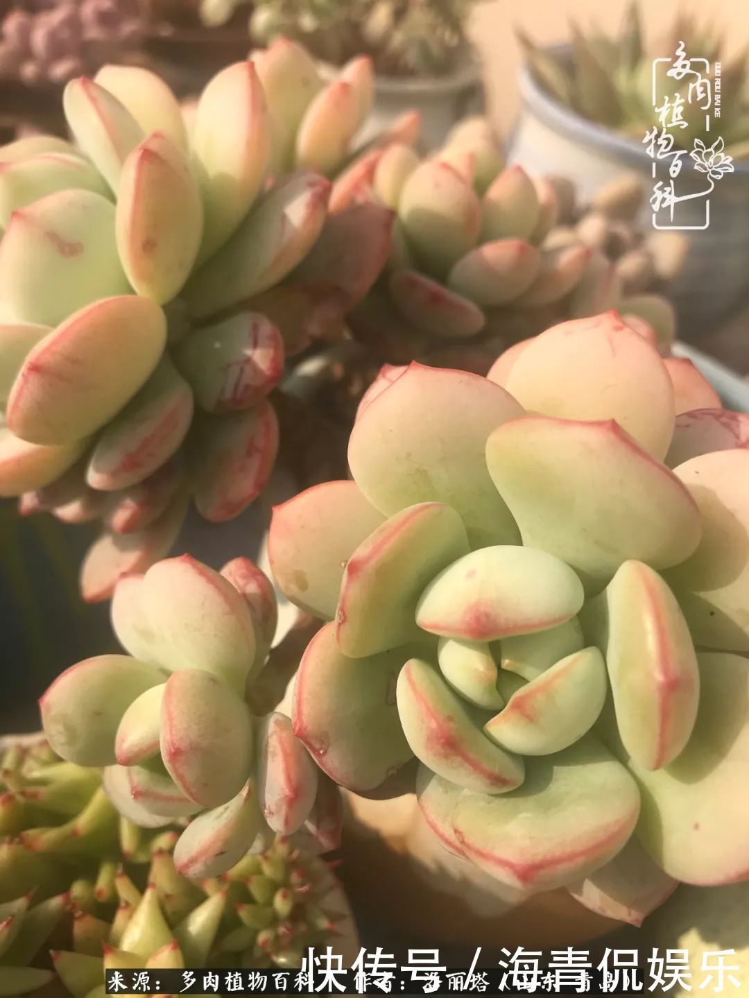 白月影|我和我的“多肉恋人”,怎么样有没有惊艳到你!