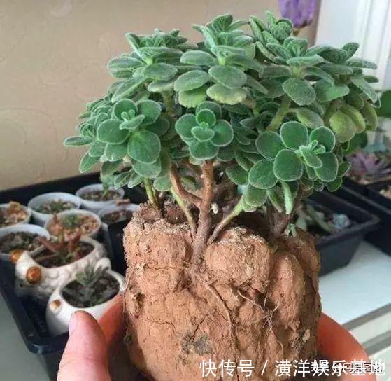 2种小药片,丢进水里用来浇花,土壤两年不板结,开花多长的旺