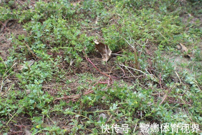 伙伴们|它的确很珍贵,农村见到,希望你摘叶子就好,别拔根