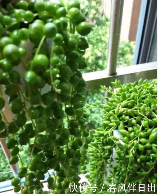 “4种花”好养又漂亮,随便一养成花海,美不胜收,你养了吗