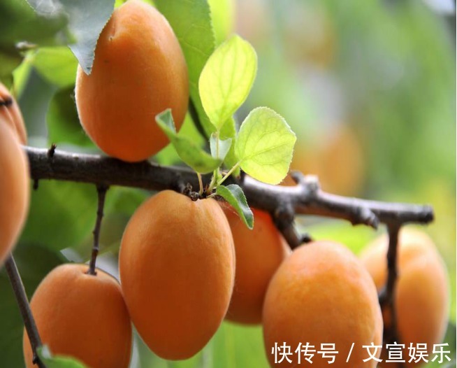 美容养颜|女人不想脸上爬满皱纹,常吃4种食物,养护肝脏,美容抗衰老