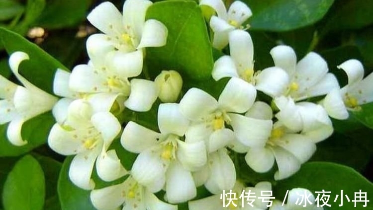 4种漂亮花养家里,一年四季开花不断,惊艳如花球,美翻了