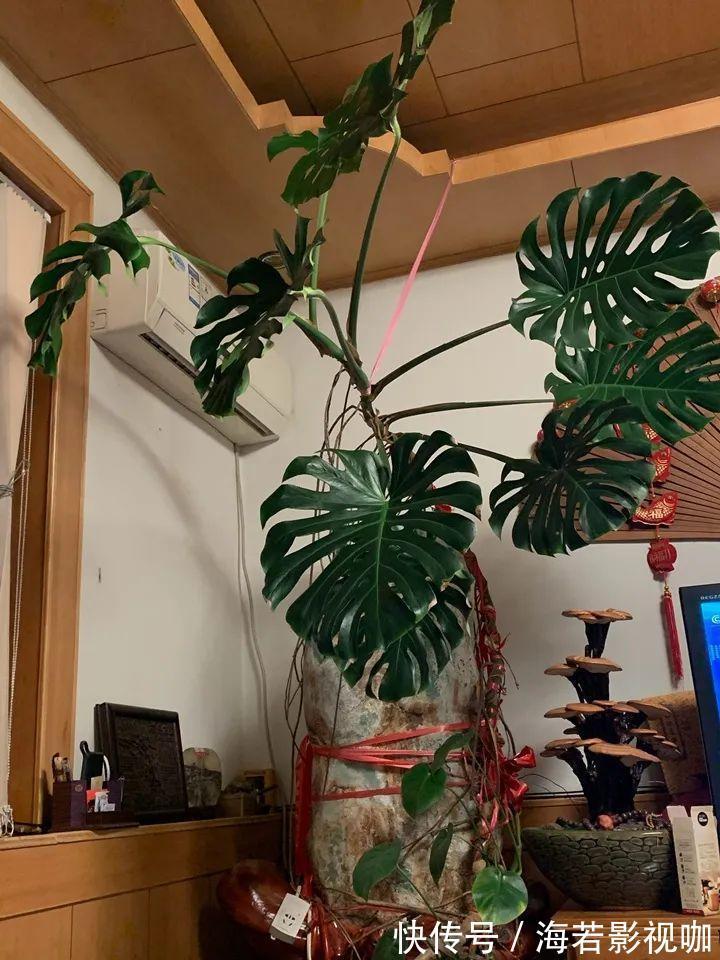 龟背竹|30年的芦荟，20年的龟背竹，硬生生把花养成了树！