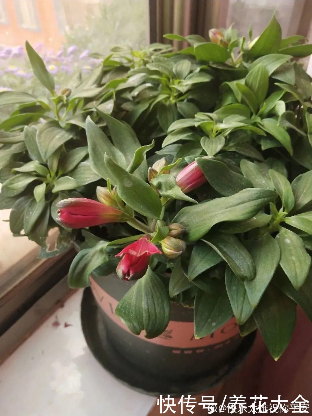 六出花|六出花耐旱好养,猛地一看像百合,花纹别致多彩