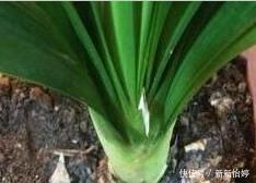 君子兰养半年没变化，爷爷只用一勺“它”，像打了鸡血般开花爆盆