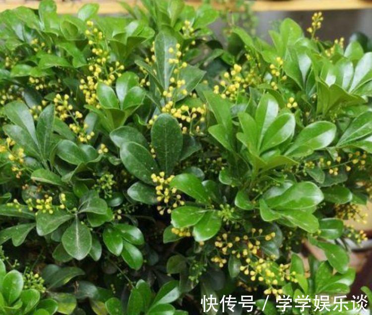 味极香|4种花是爆盆“能手”，花开一茬又一茬，满屋飘香，天天好心情！