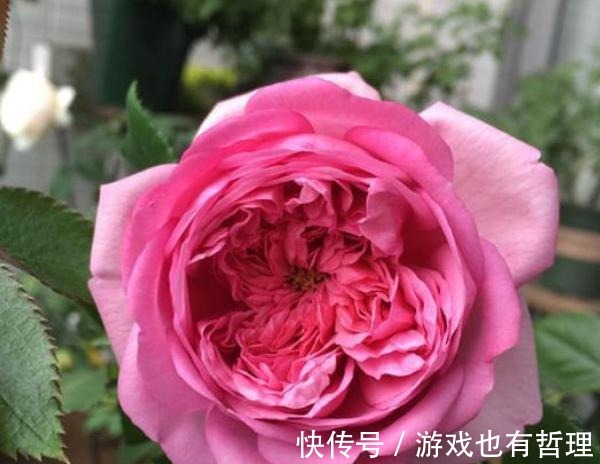 花朵|30个浓香月季品种，你喜欢哪一种养一棵满院飘香！