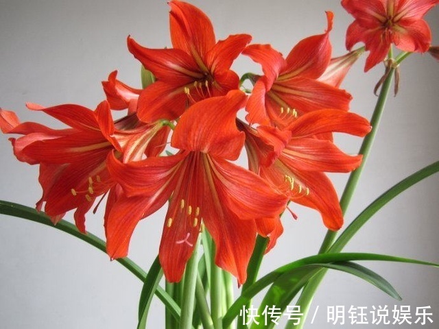 物理性质|兰花土里加1样东西，更适合兰花的生长，盆栽养10年都根壮叶绿