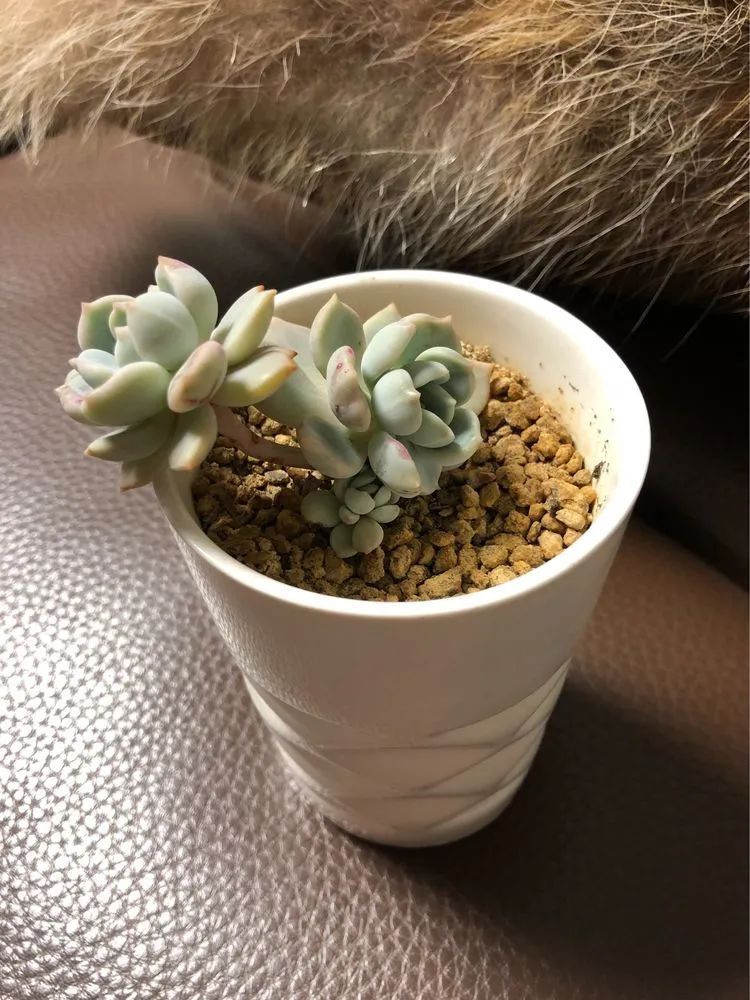 陪伴过我的都是心头肉!多肉陪我一路向前!