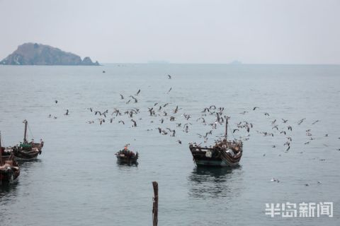 中年|海鸥蹁跹 渔船飘荡 崂山处处皆风景